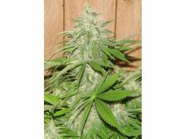 Cherry Haze
