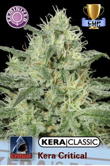 Kera Critical