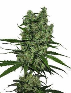 CBD Somango