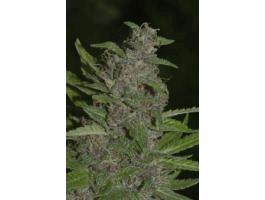 Early Purple Kush
