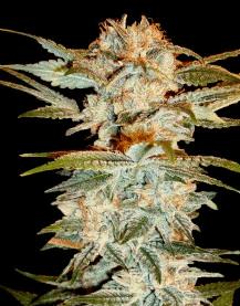 Staked Kush