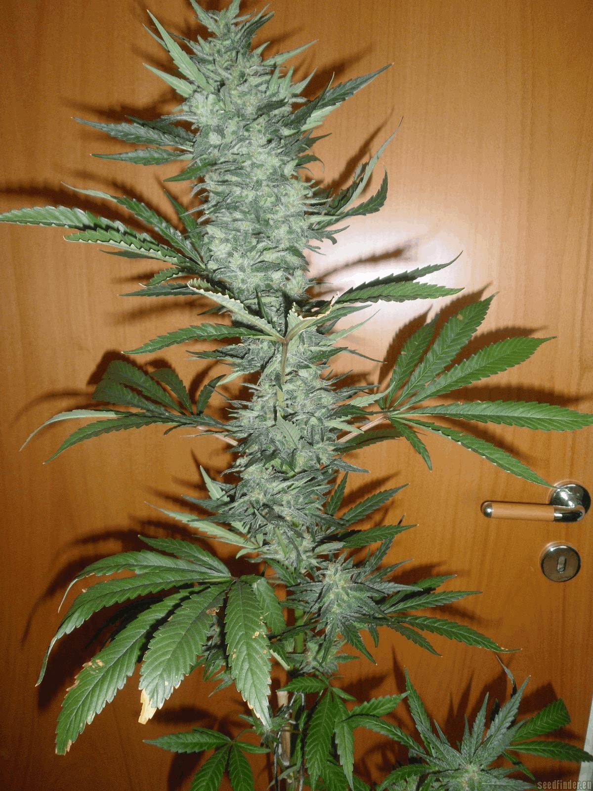 Afgani Kush