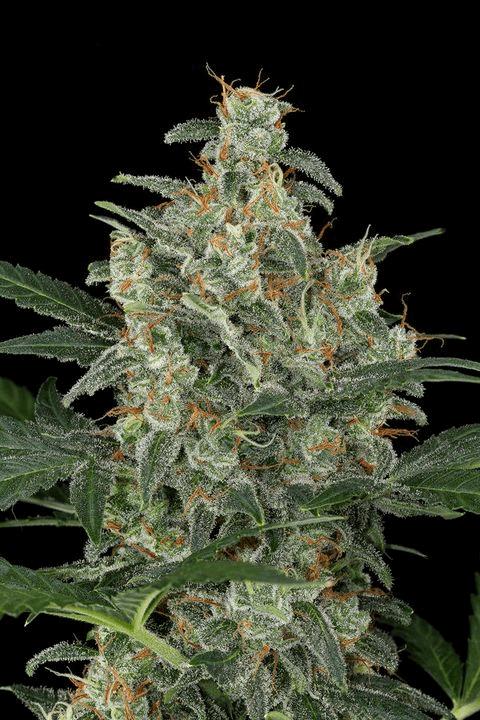 Cheese Auto (DNF)