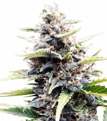 Amnesia Skunk Autofloraison (Zativo)