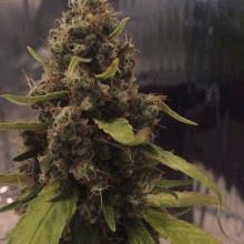 CBD 3D