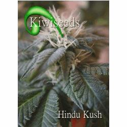 Hindu Kush (Kiwi)