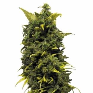 Blue Cheese (BF)