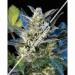 Diesel Ryder Autoflowering Feminised