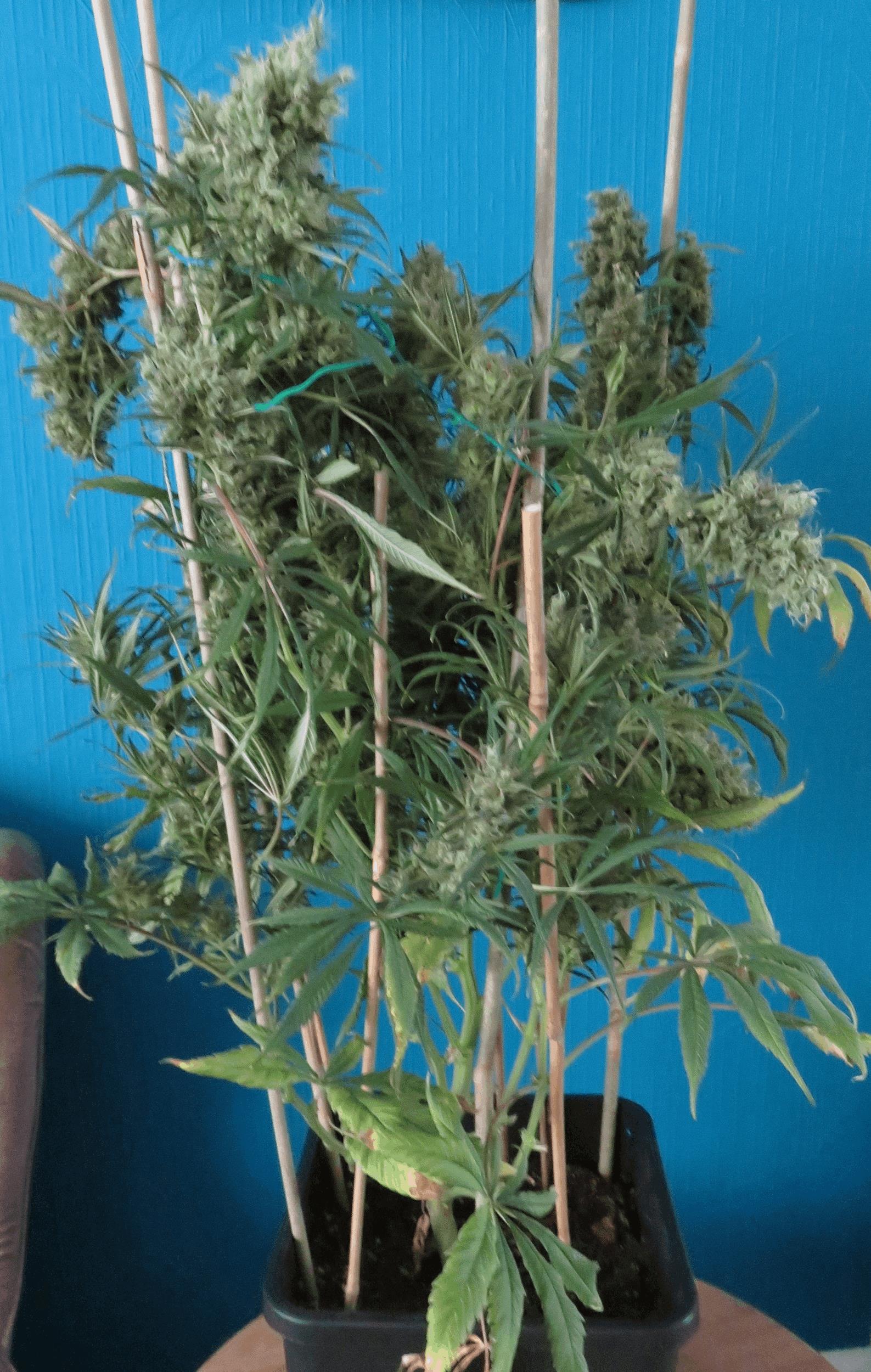 Special Kush