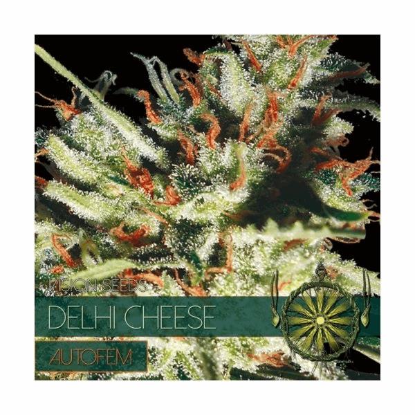 Delhi Cheese