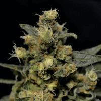 Auto AK (cbd s)
