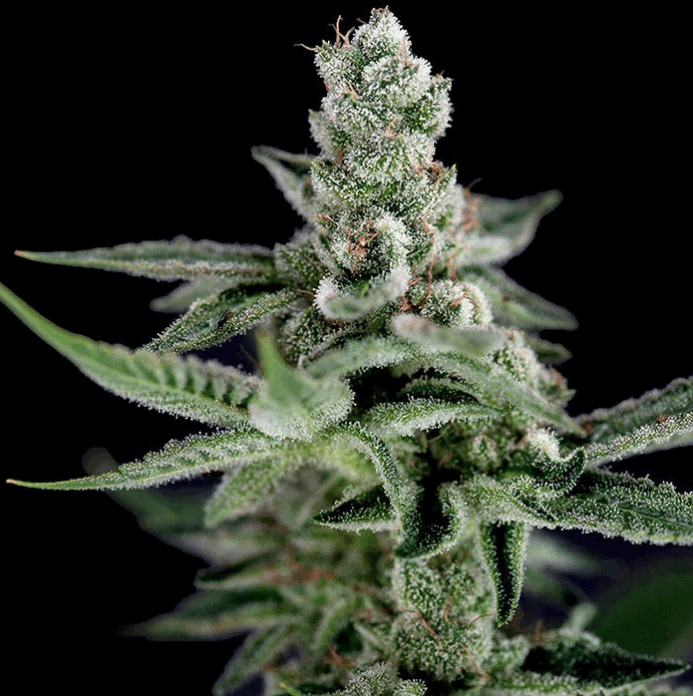 Crocketts Haze (CFF/DNA)