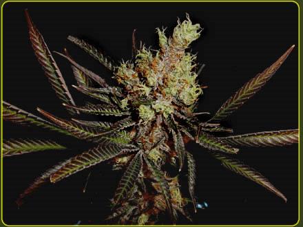 Amethyst Bud