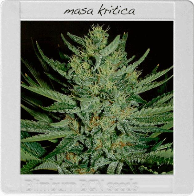 Critical Mass (BBS)