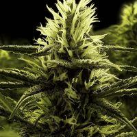 Citral Skunk