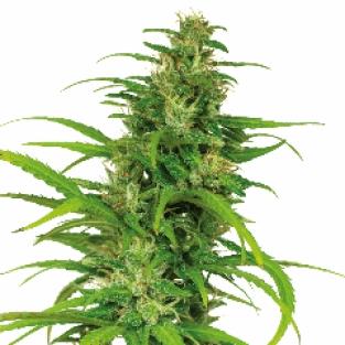 Power Flower (BF)