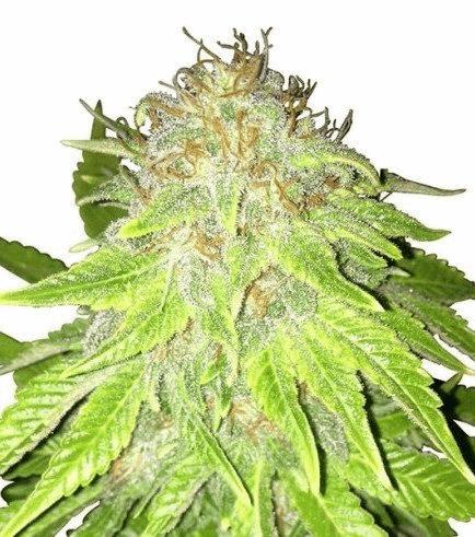 Kalashnikov Autofloraison (Zativo)