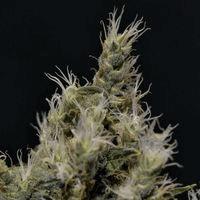 Vanilla Haze (cbd s)