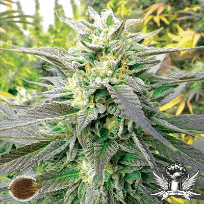 Blueberry Headband CBD