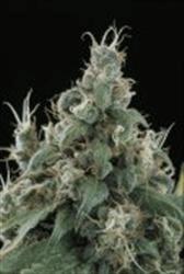 Cal-Train Wreck