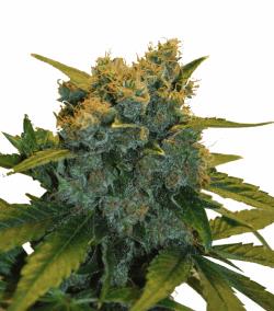 CBD Sensi Star