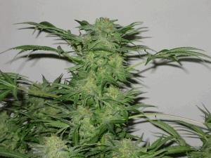 AK 48 (Sag)