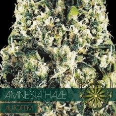 Amnesia Haze Autoflowering (V.S.)