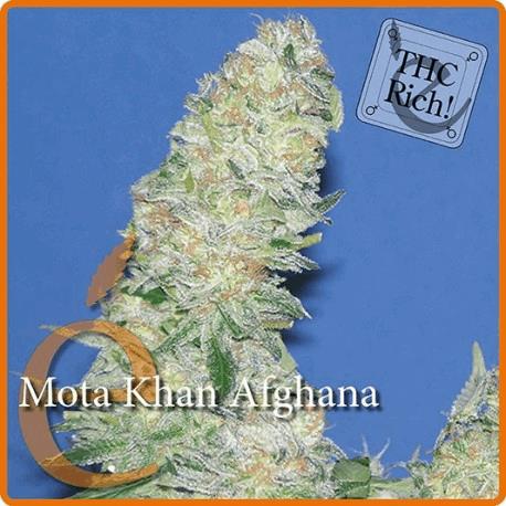 Mota Khan Afghane