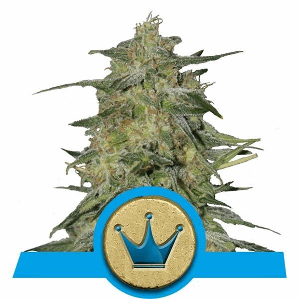 Royal Highness (RQS)