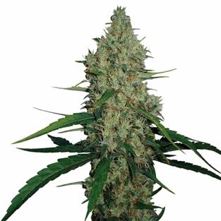 G13 Haze (BF)