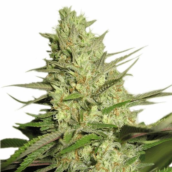 Special Queen 1 (RQS)