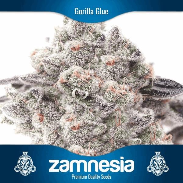 Gorilla Glue