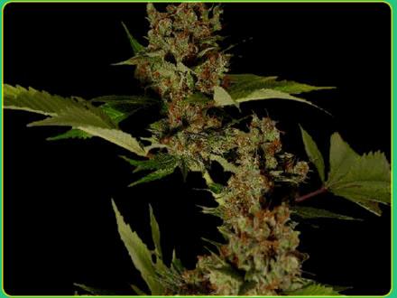 G13 Haze Free Tibet