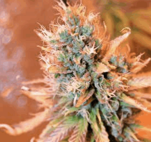 Blue Medi Kush