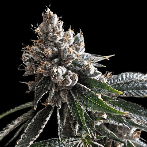 Golden Lemons