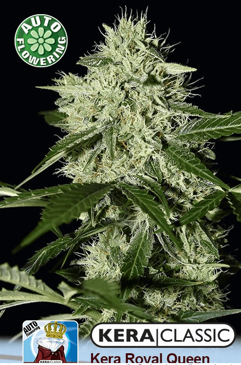 Kera Royal Queen Diamond AUTO