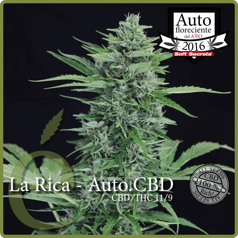 La Rica - Autofleurissant CBD