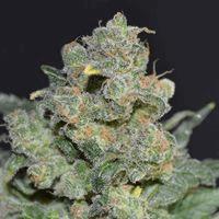 Cheese (cbd s)