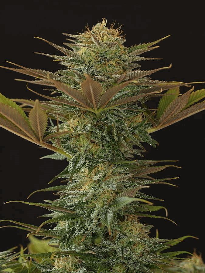 Nl5 x Afghan