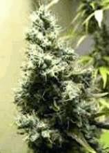 Shiva Afghani