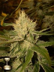 Cannalope Haze