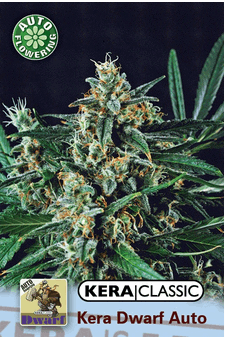 Kera Dwarf AUTO