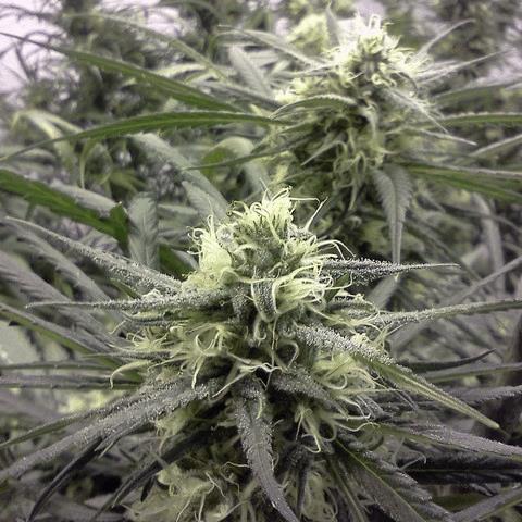 Blue Dream (ACSB)