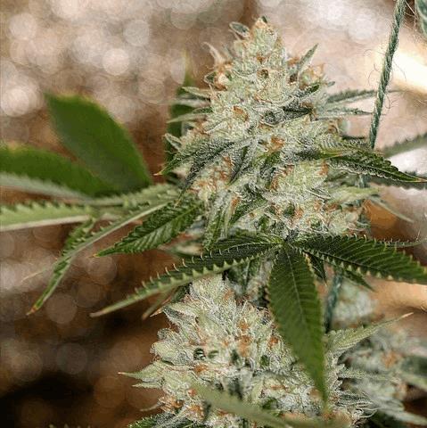Nightmare Og