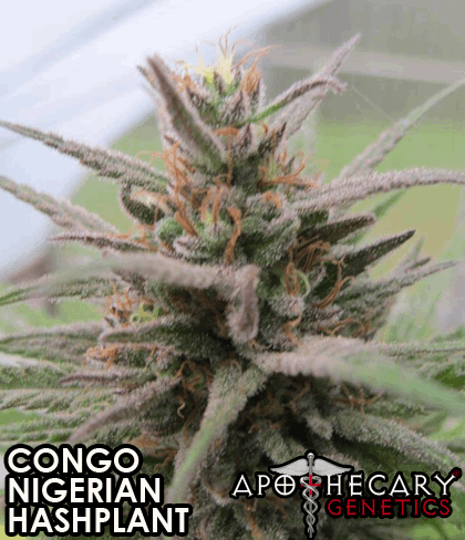 Congo Nigerian x OG
