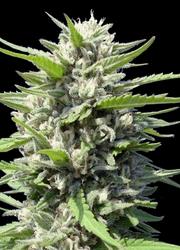 Northern Lights Auto (GE)
