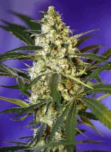 Fast Bud 2 Auto