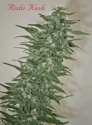 Rishi Kush