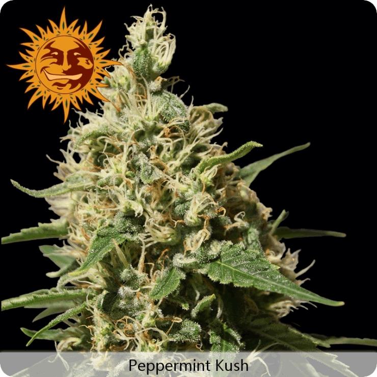 Peppermint Kush