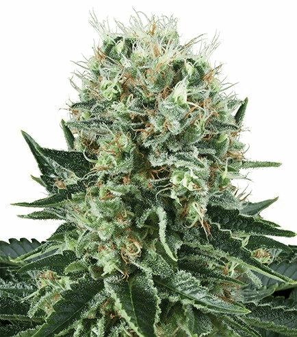 Bubble Kush (Zativo)